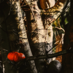 small pumpkins in tree for halloween