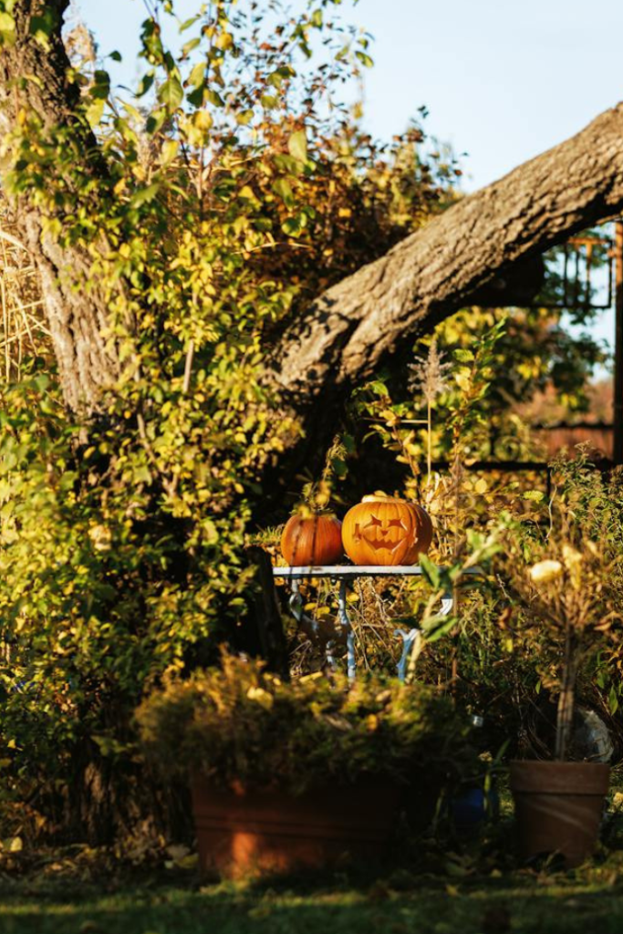 jack-o-lanterns, tree in garden for Halloween