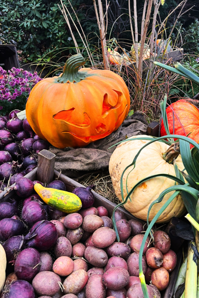 jack-o-lanterns, vegetables in garden for Halloween