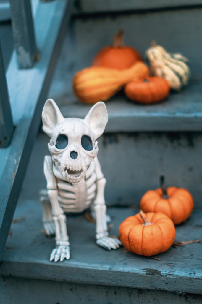 cute halloween dog skeleton with pumpkins, gourds on front steps